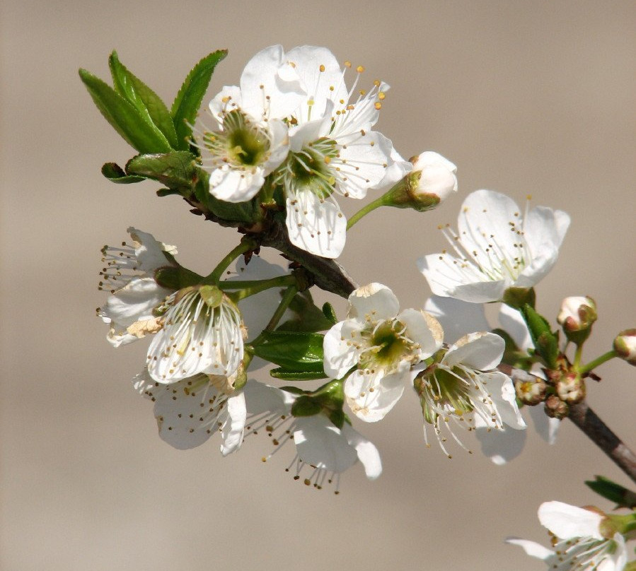 Katif Odem-Odem必去景点