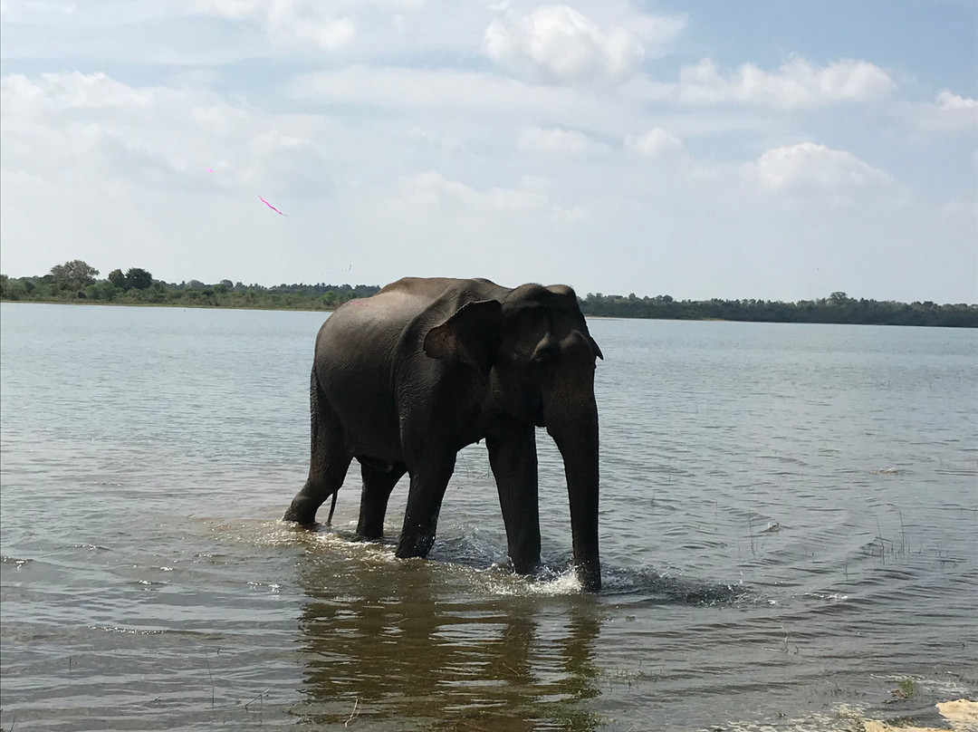 Happy Elephant Safari Udawalawe-乌达瓦拉瓦必去景点