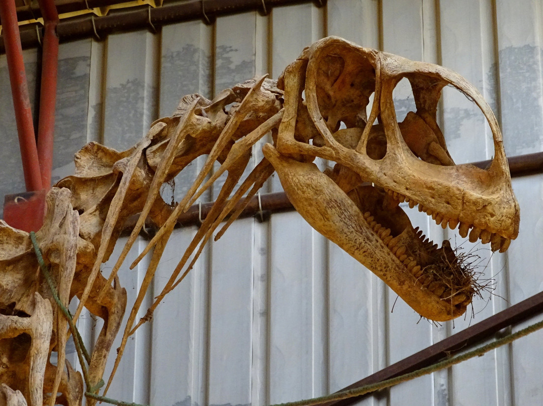 National Museum of Niger (Musée National du Niger)-尼亚美必去景点