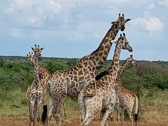 Ama-Zing African Safaris-玛洛斯帕克必去景点