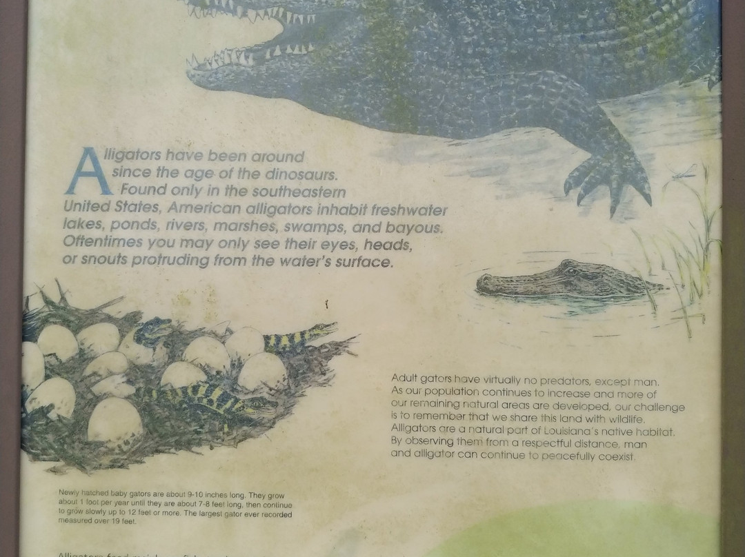 Sabine National Wildlife Refuge-Hackberry必去景点