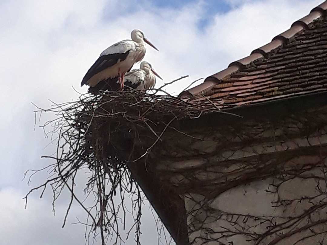 Affenberg Salem - Monkey Hill-塞勒姆必去景点