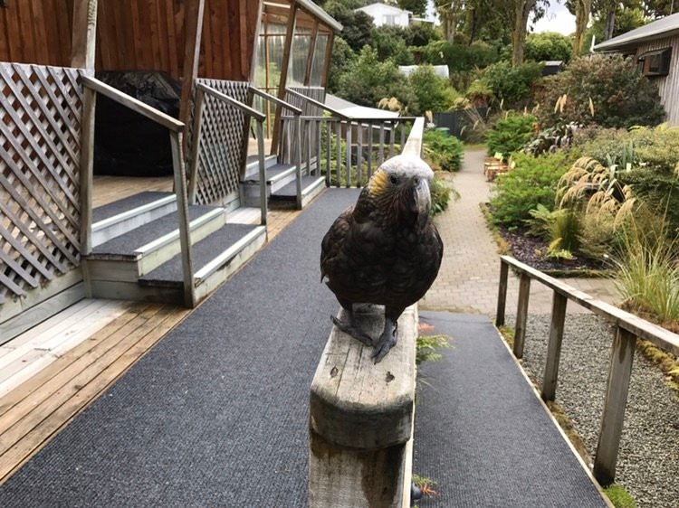 Kaka Retreat主图