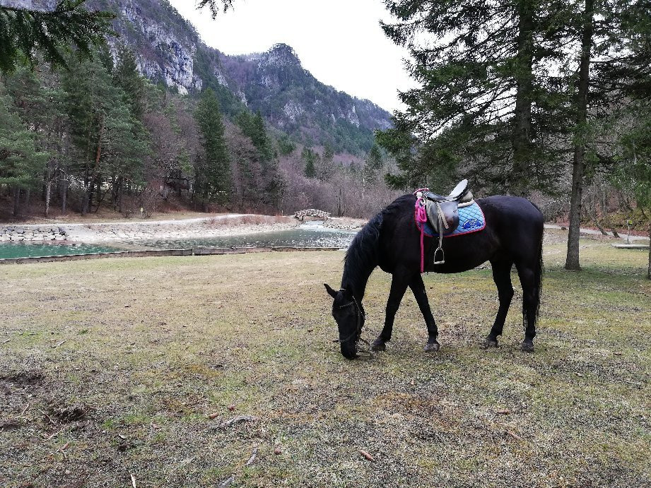 Zima Horse Riding Ranch Bled景点图片