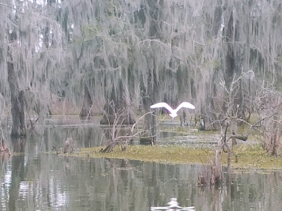 Champagne's Cajun Swamp Tours景点图片