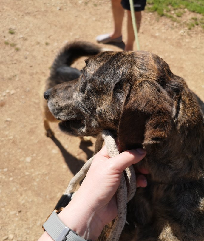 Kyrenia Animal Rescue-克利尼亚必去景点