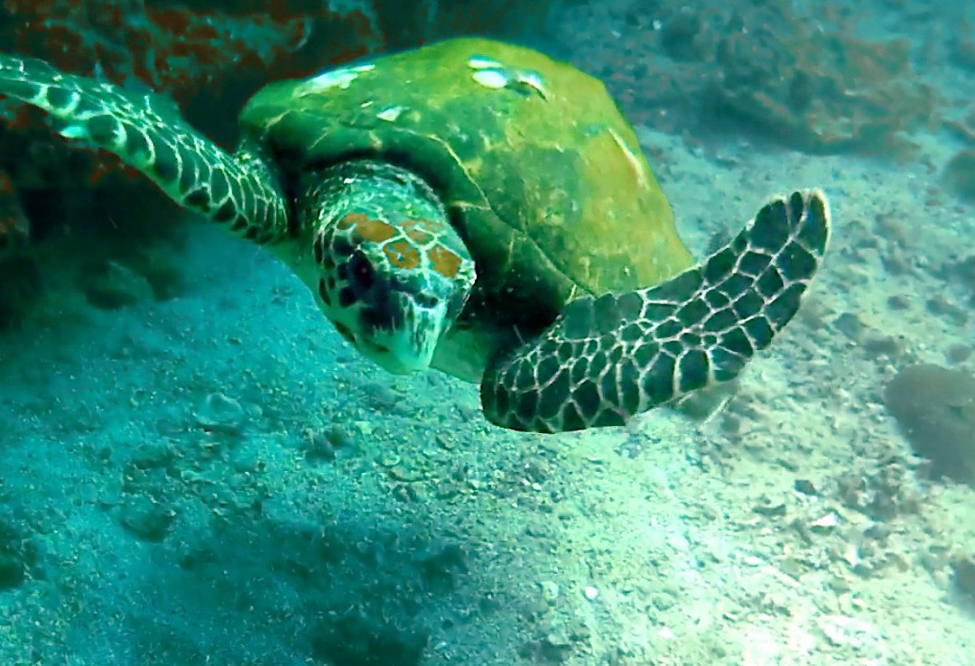 Freestyle Divers Khasab-海塞卜必去景点