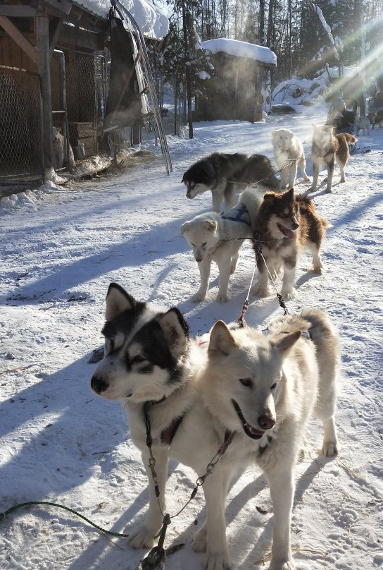 Firewalker Alaskan Malamute-北极必去景点