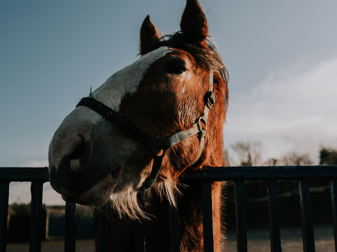 JT Equestrian景点图片