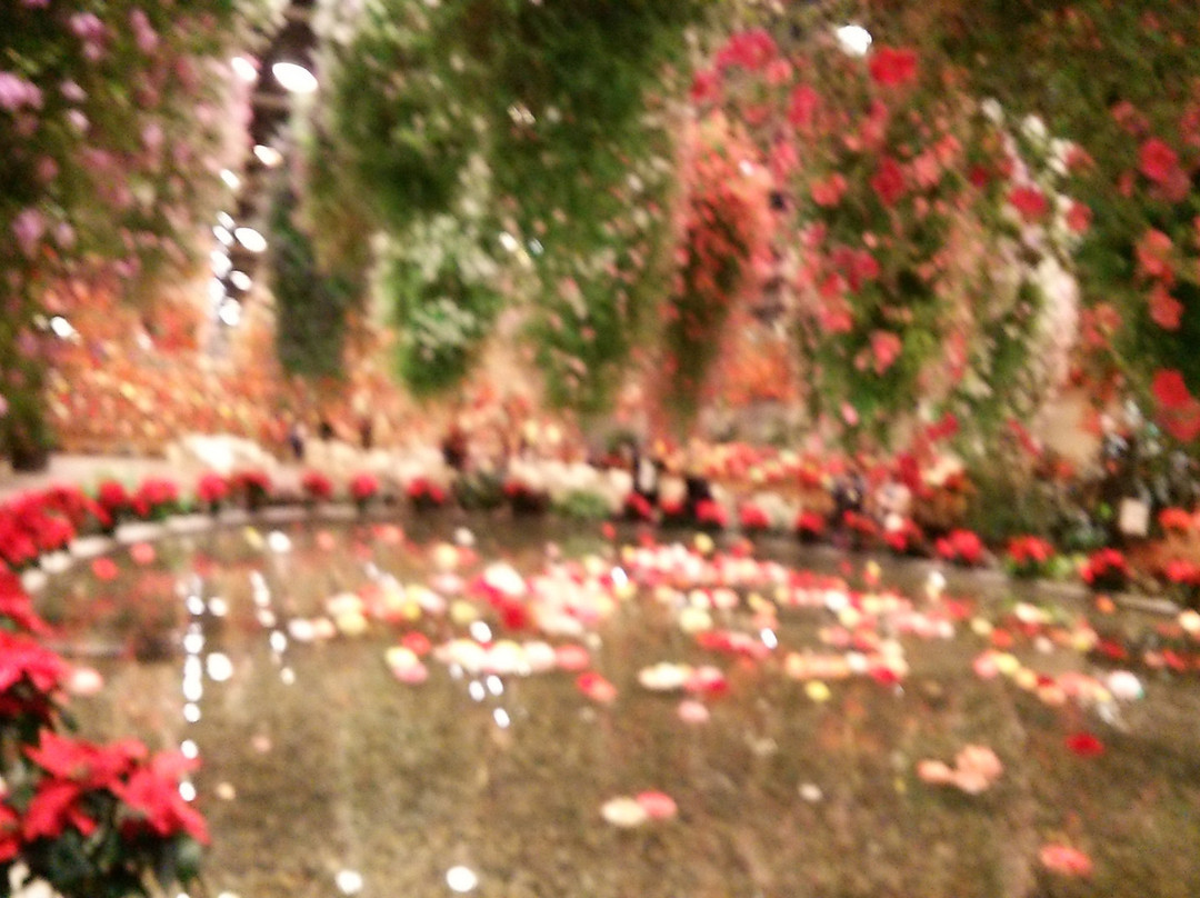 Begonia Garden-桑名市必去景点