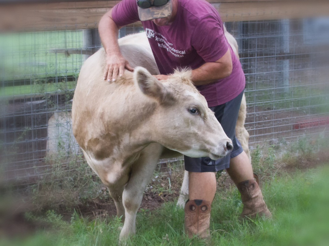 Aunique Ranch Gypsy Cob Vanner Horses-Huntsville必去景点