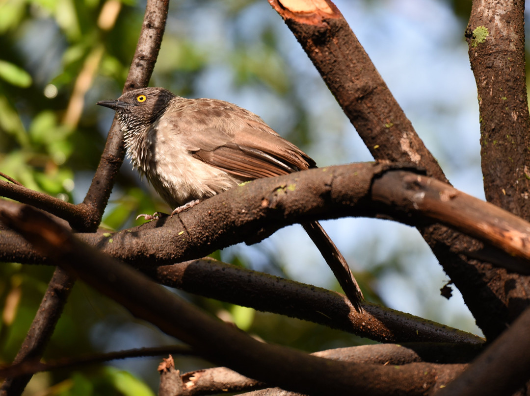 马塞马拉度假帐篷酒店主图