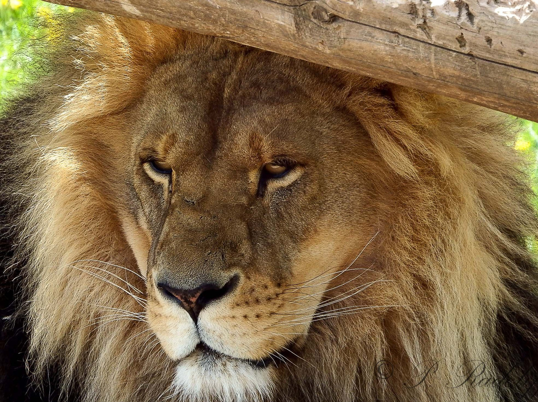 Magnetic Hill Zoo-蒙古顿必去景点