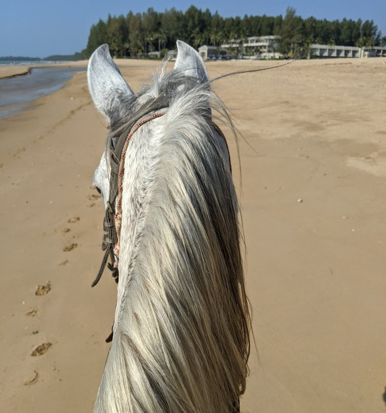 South Arabian Horse Club-拉克山必去景点