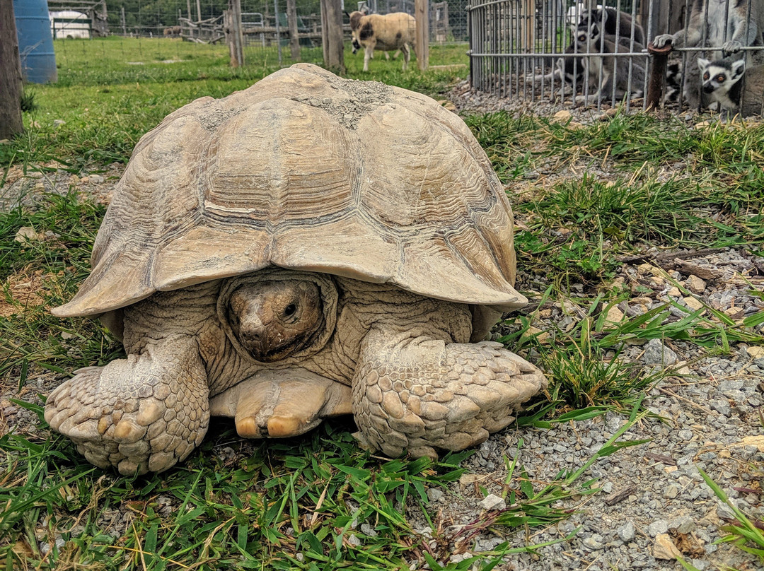 Critter Lane-Valles Mines必去景点