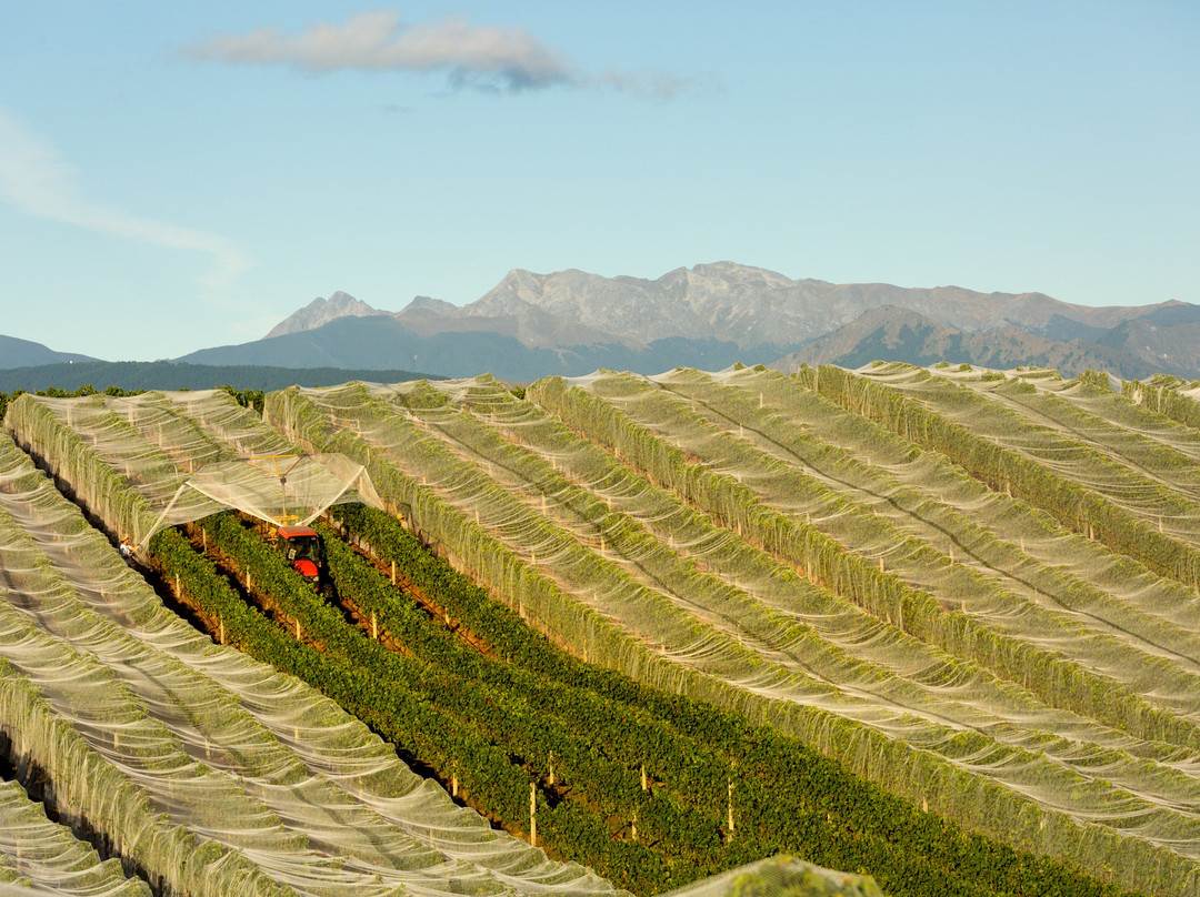 Flaxmore Vineyards景点图片