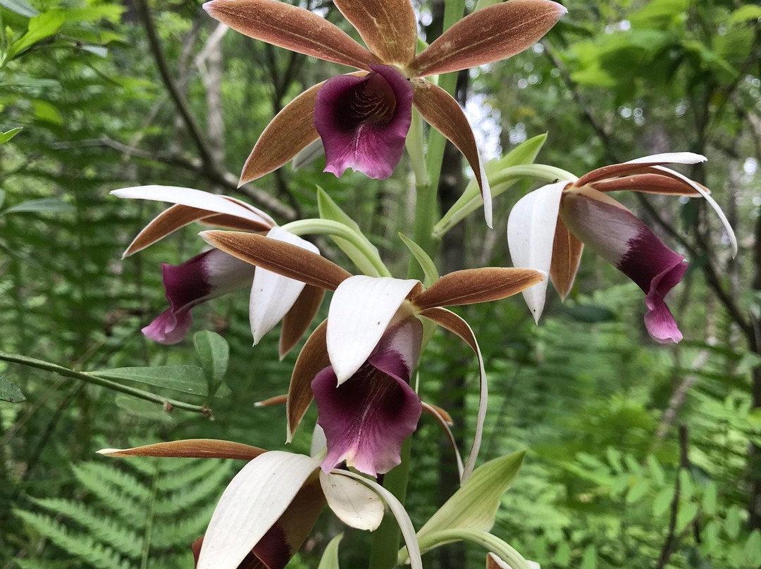 Jacksonville Arboreteum & Gardens-杰克逊维尔必去景点