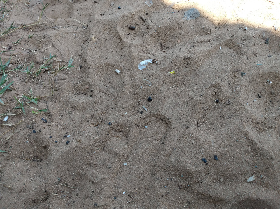 Praia Do Lami-阿雷格里港必去景点