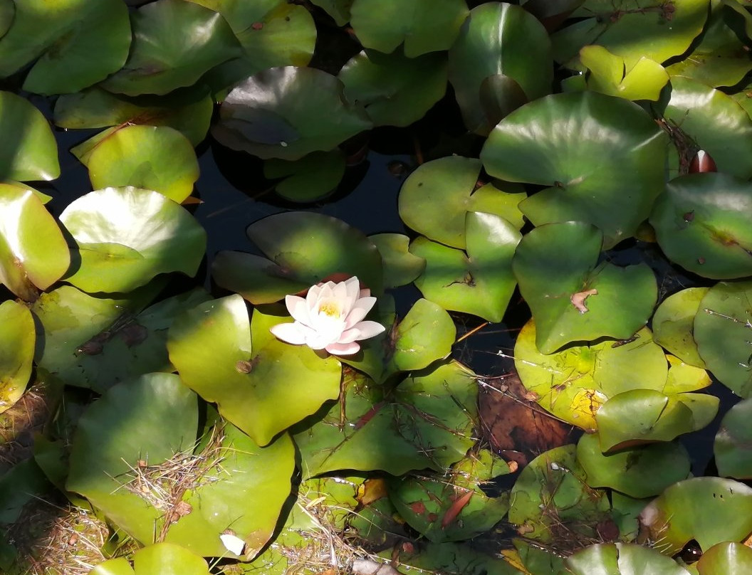 Laguna de los Lotos景点图片