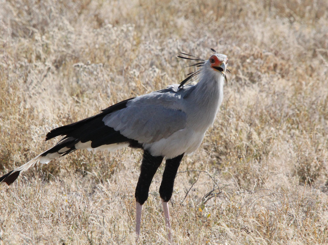 Flamingo Travel Namibia-温德和克必去景点