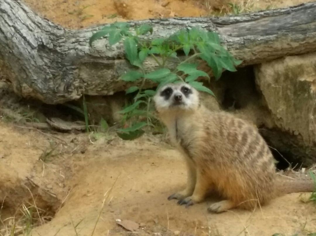 Lowry Park-坦帕必去景点
