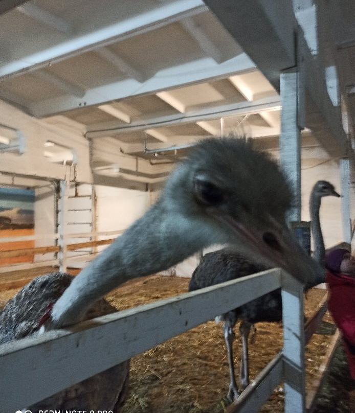 Ostrich Farm景点图片