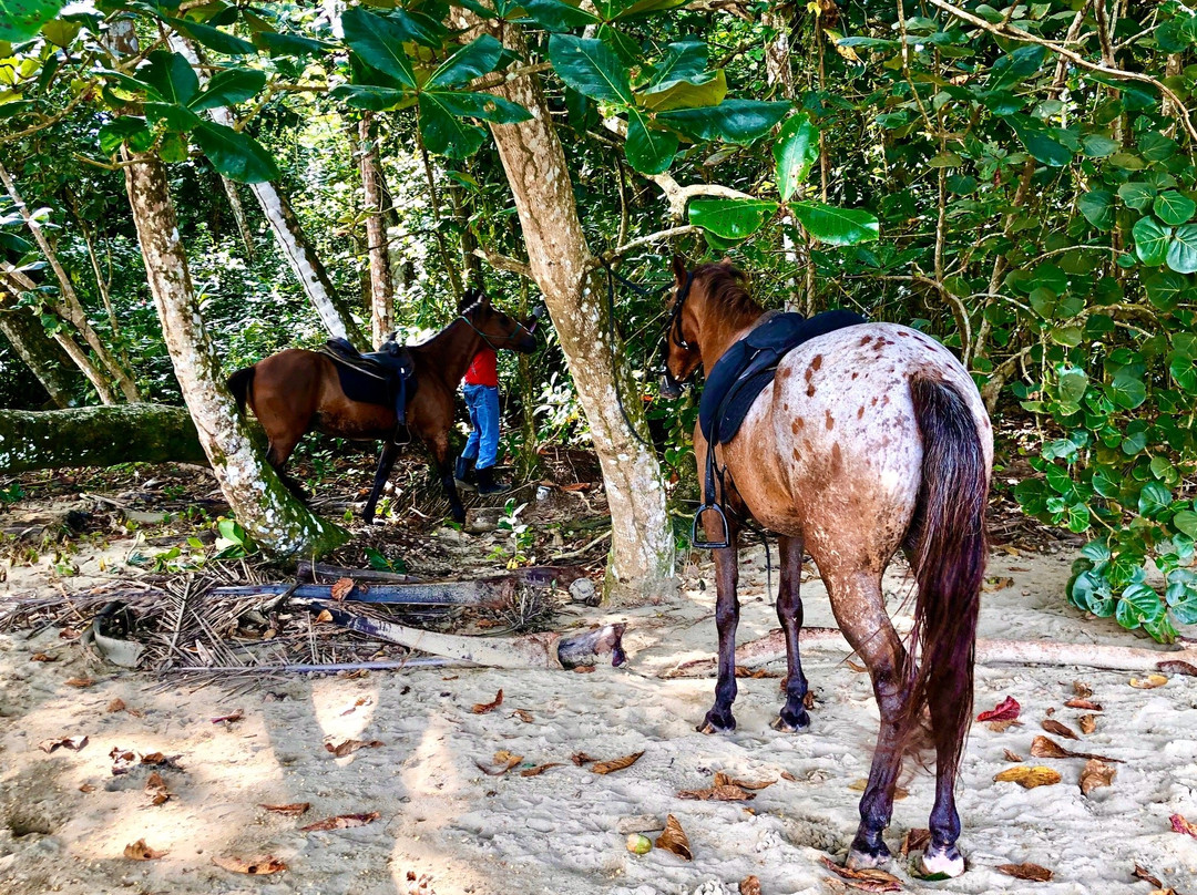 Caribe Horse Riding Club景点图片