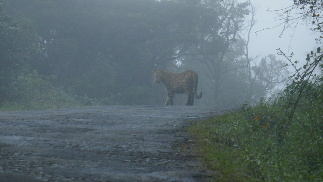 Nuwara Eliya Easy Taxi & Tours-奴娃拉伊利雅必去景点