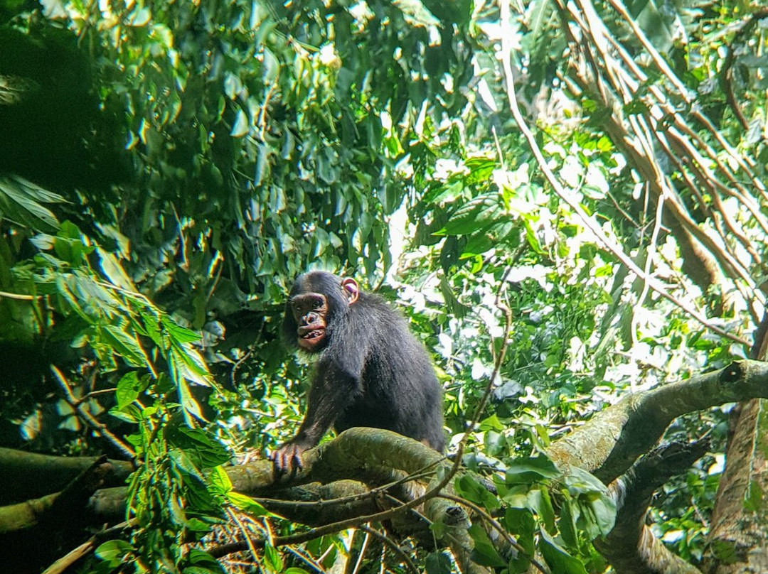 African Adventure Travellers景点图片