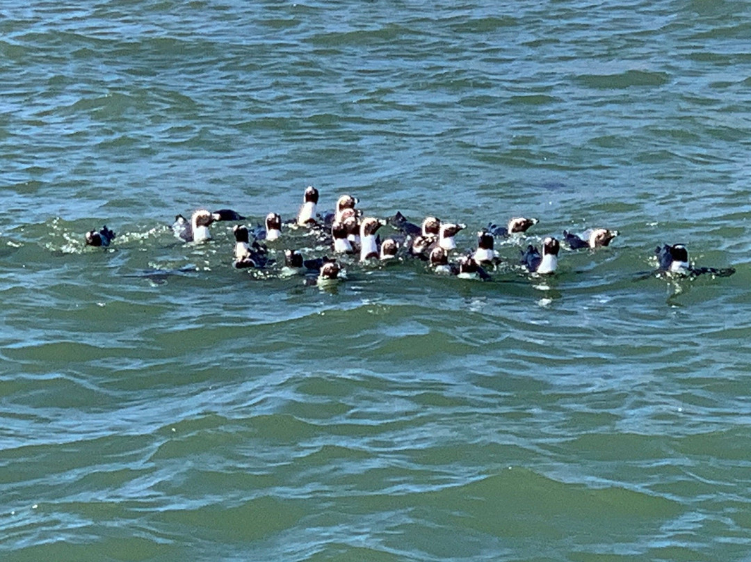 Zeepaard Boat Tours-吕德里茨必去景点