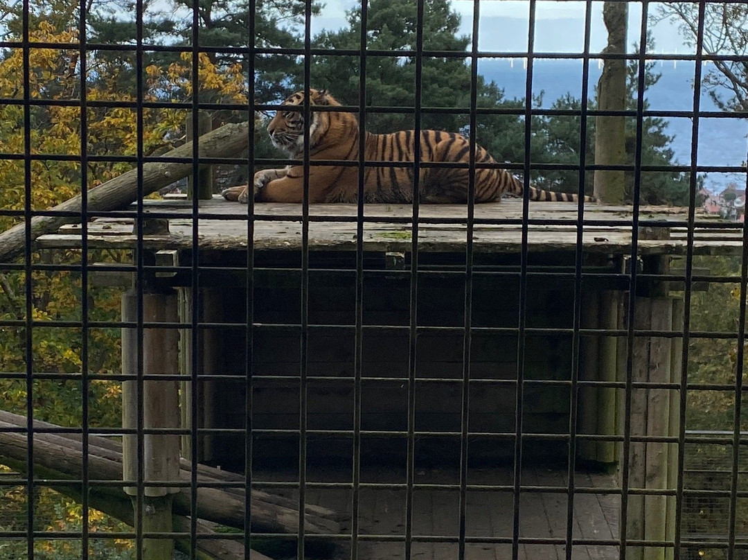 Welsh Mountain Zoo景点图片