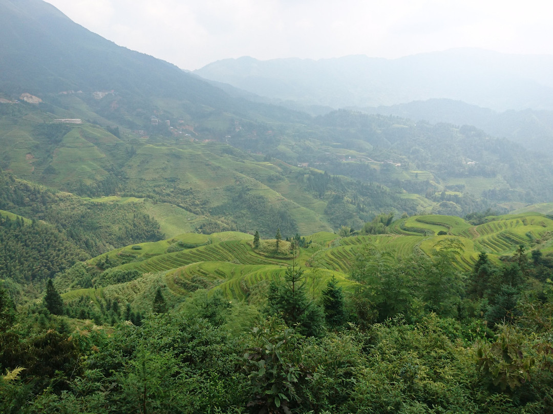 龙脊茶馆和种植园景点图片