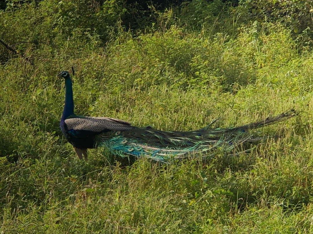 Udawalawe Trails景点图片