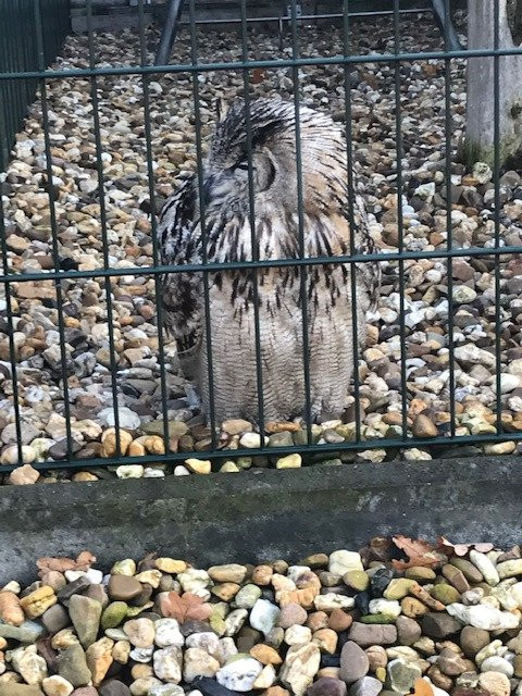 Falknerei Pierre Schmidt-Erftstadt必去景点