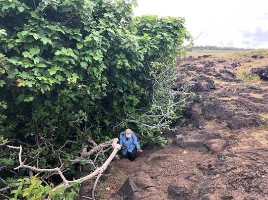 Kava Kava Tours-安加罗阿必去景点