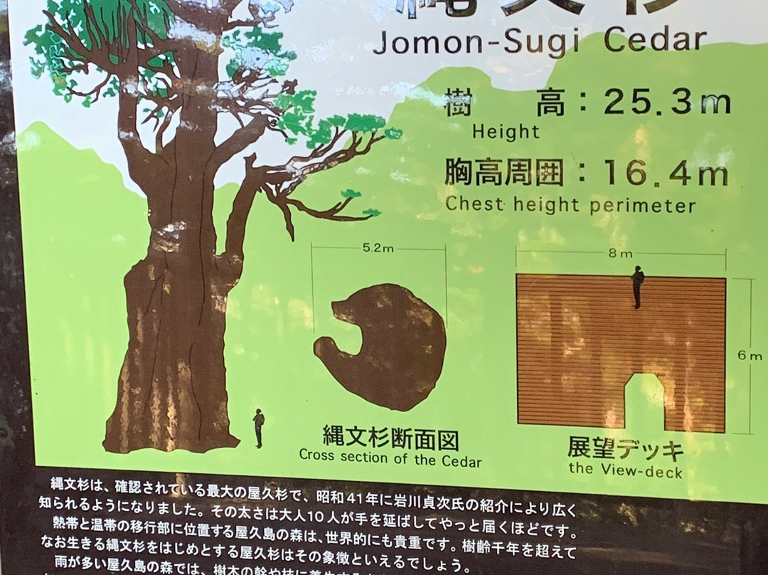 Jomonsugi景点图片
