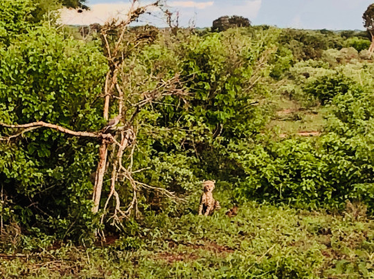 Paul Safaris-蒙巴萨必去景点