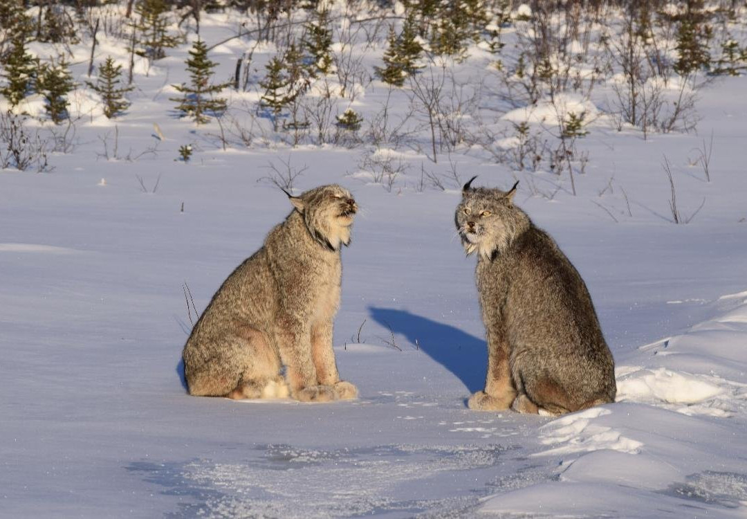 Sahtu Adventures-Norman Wells必去景点