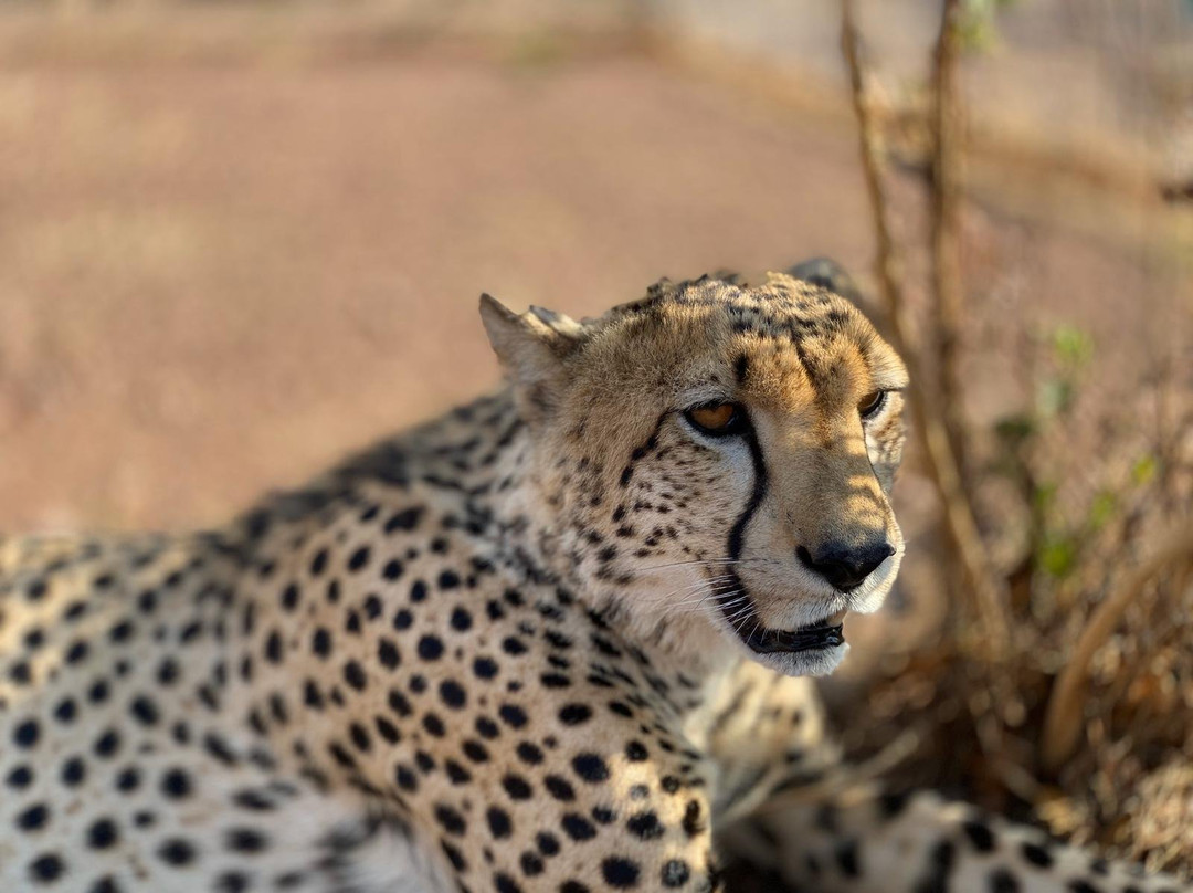 Lion and Cheetah Sanctuary-柯立南必去景点
