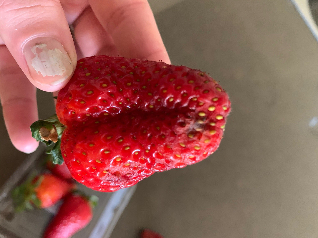 Camden Fruit Barn-Elderslie必去景点