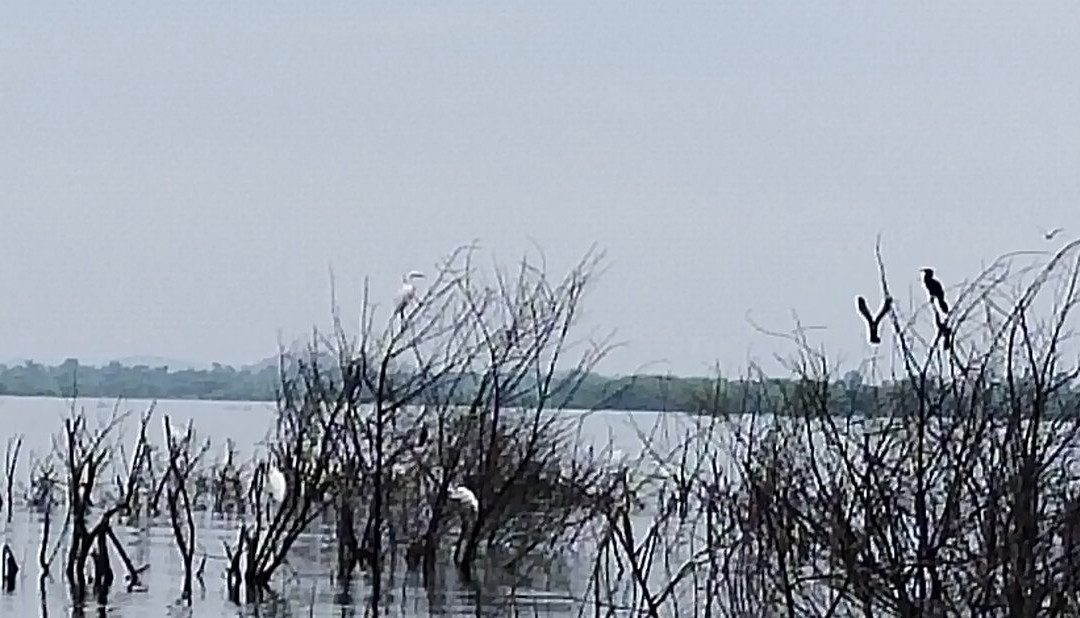 Jaisamand Lake景点图片