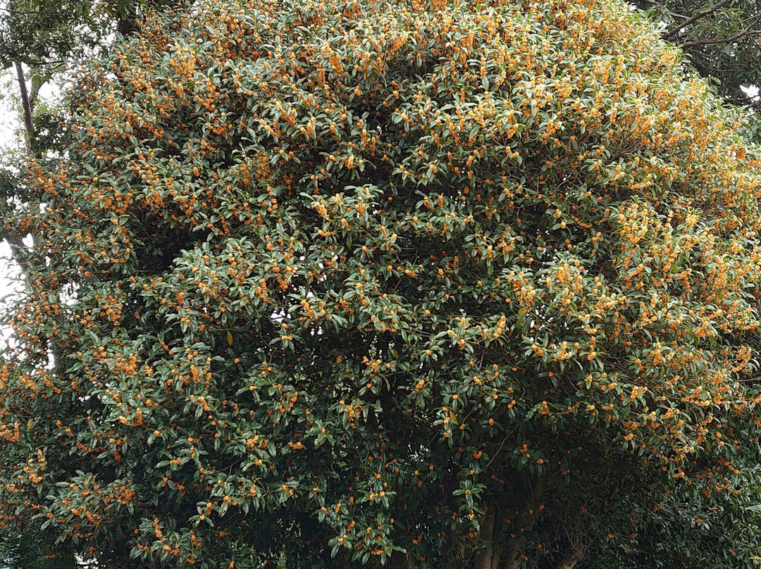 Old Takahashi Family Residence-朝霞市必去景点