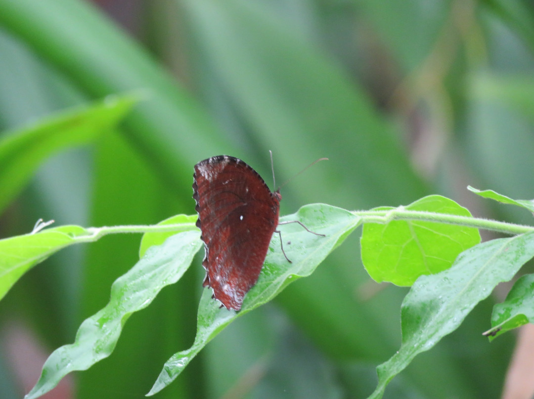 Butterfly Park-Khanvel必去景点