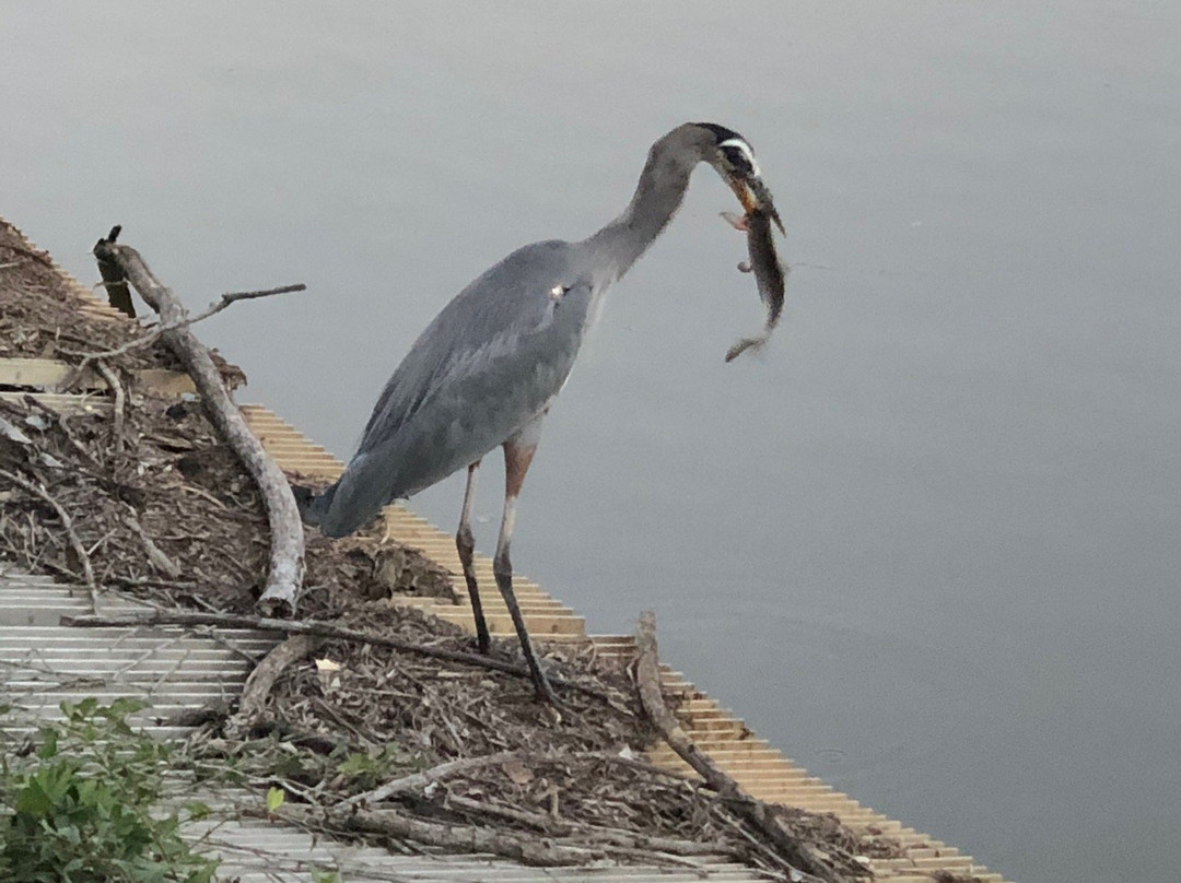 Roosevelt Wilson Park-Davidson必去景点