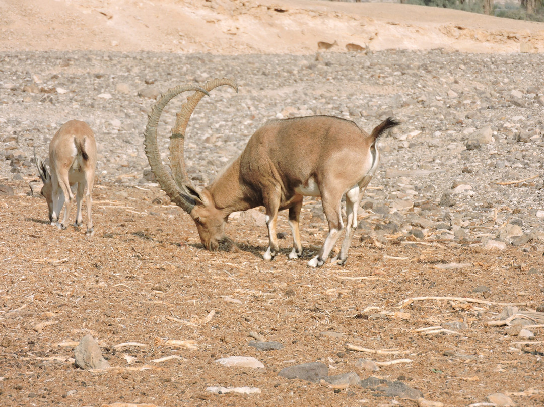 Antelope Ranch in the Arava Valley-Mahane Zofar必去景点