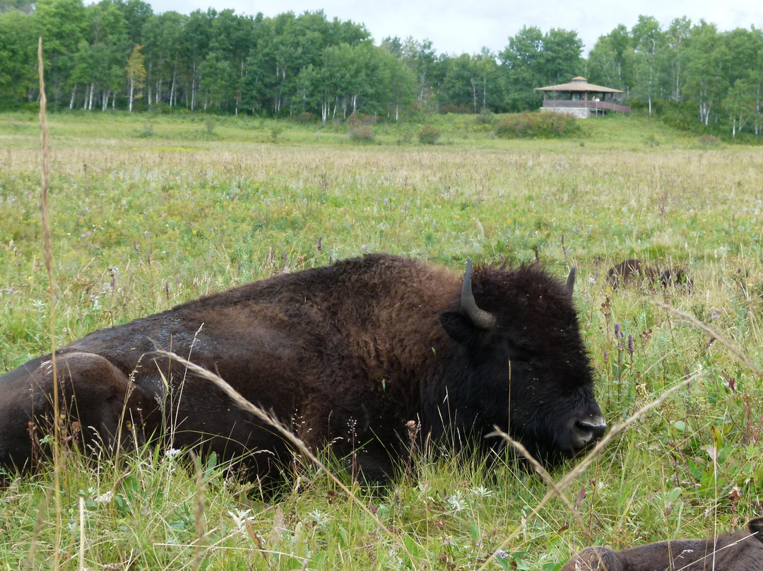 Vista旅游景点-Lake Audy Bison Enclosure