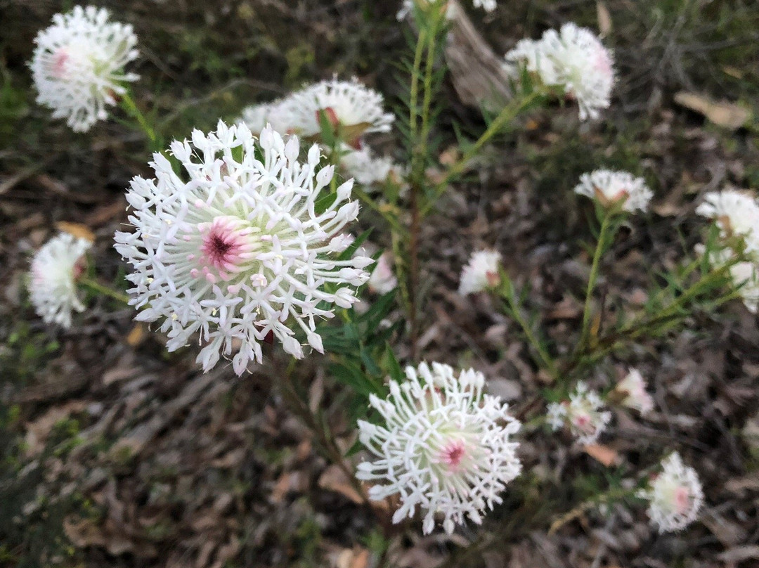 Travellers Rest Motel主图