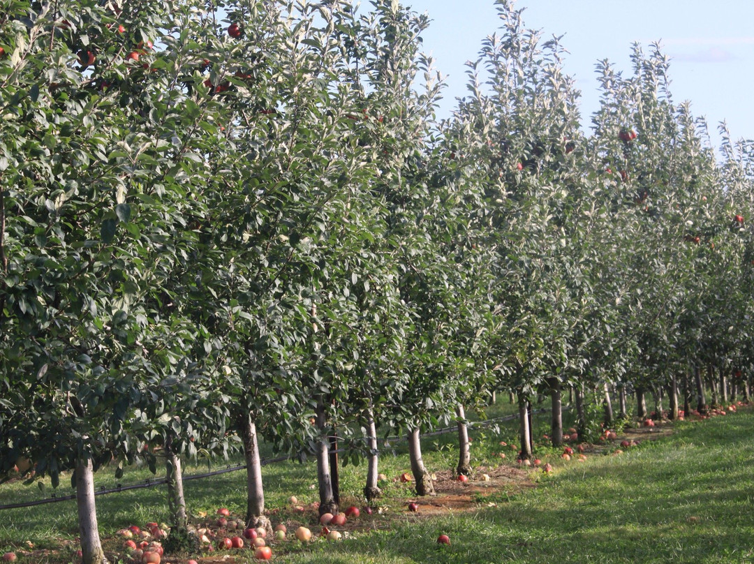 Park Hill Orchard景点图片
