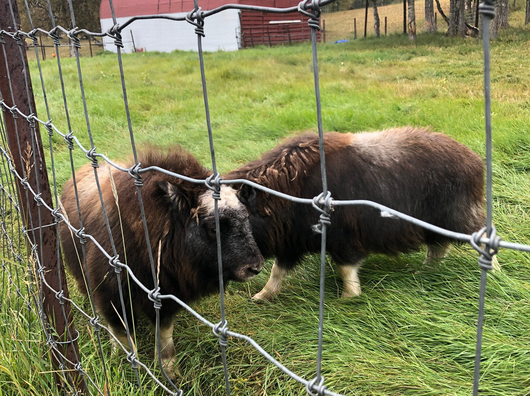 Musk Ox Farm-帕尔默必去景点