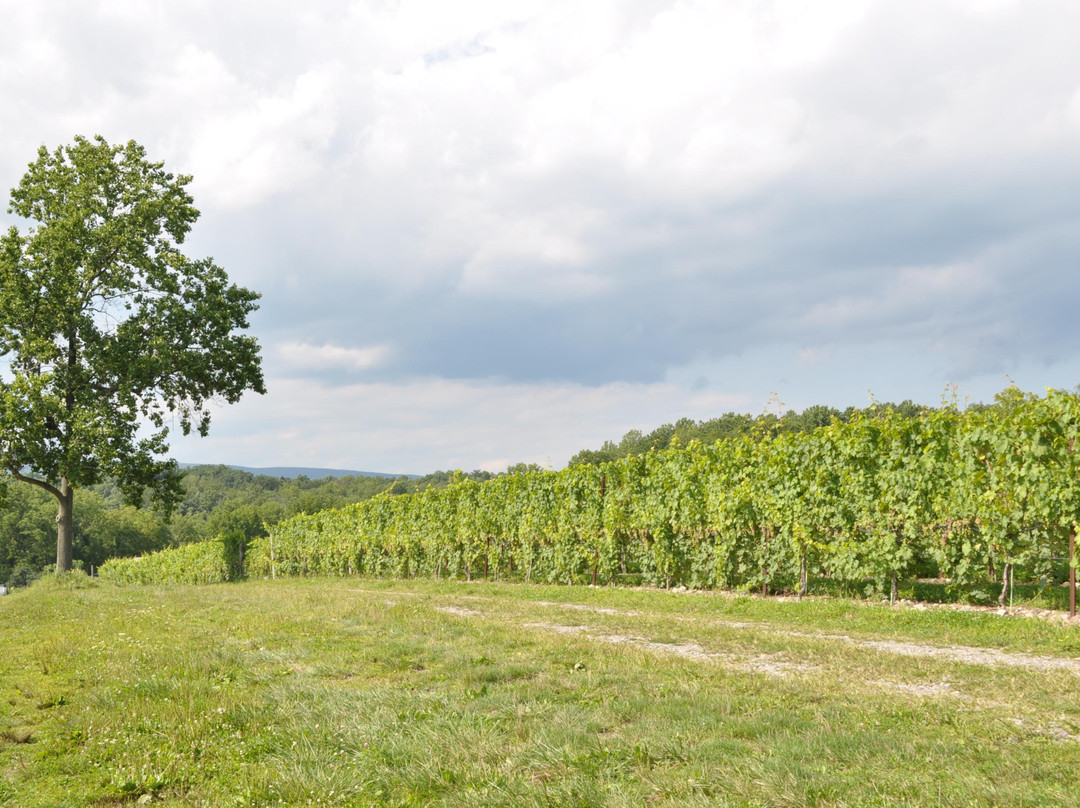 Tolino Vineyards景点图片